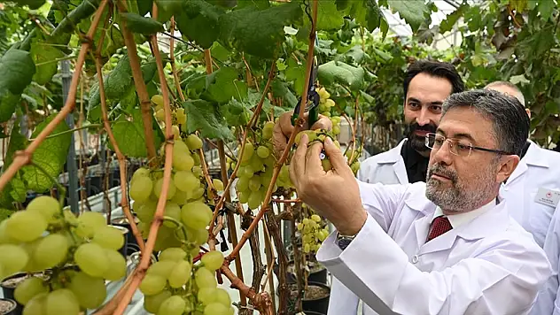 Tarım ve Orman Bakanı İbrahim Yumaklı serada üzüm hasadına katıldı.