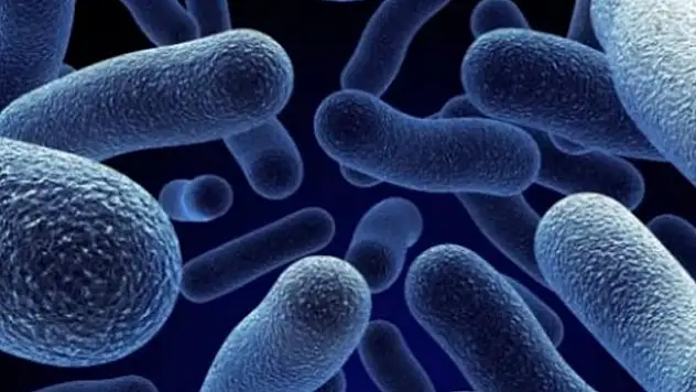 ABD ve Kanada'da salmonella salgını: 8 ölü