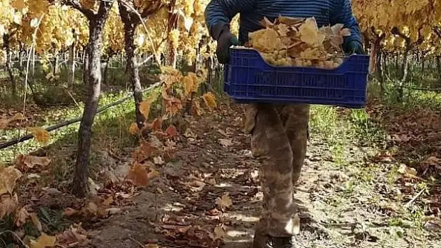 Yaz meyvesi kış ayında hasat ediliyor