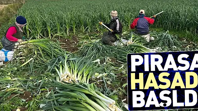 Pırasa hasadı başladı