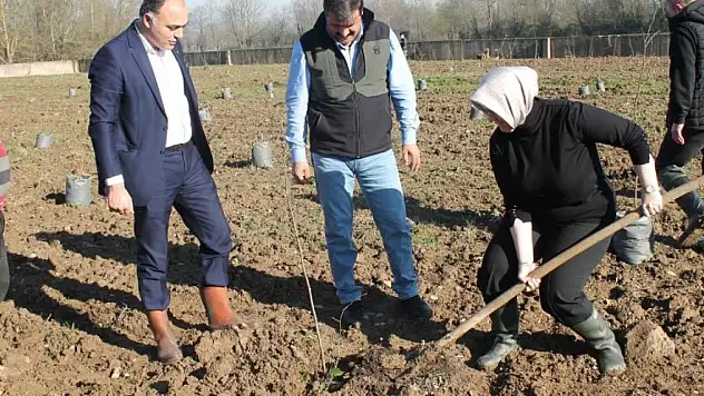 Fındıkta verim ve kalite artıracak proje