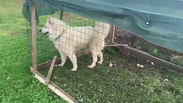 Köpeği Ördek Kafesine Kitledi