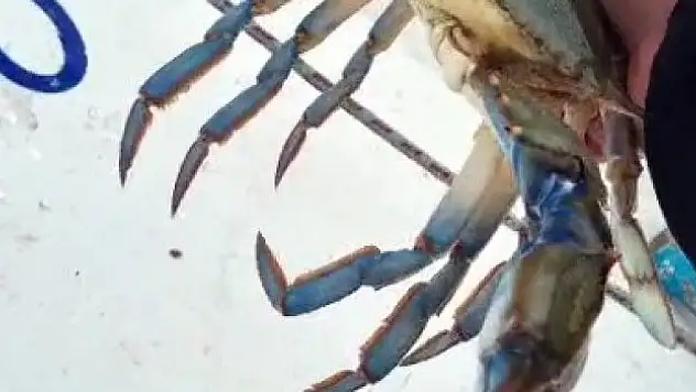 Korkulu rüya ağlarda