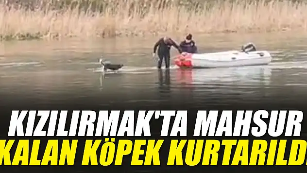 Kızılırmak'ta mahsur kalan köpek kurtarıldı