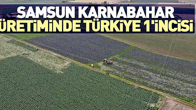 Samsun karnabahar üretiminde Türkiye 1'incisi