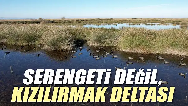 Deltada nadir görülen canlılar kamerada