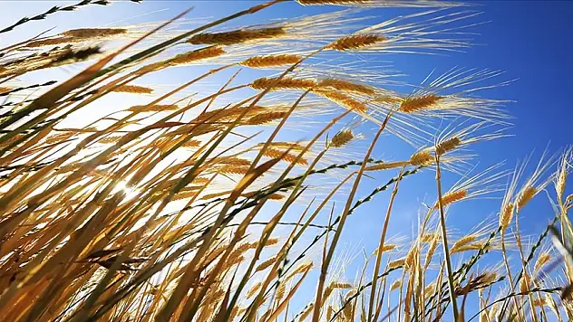 Tohumculuk Sektörü İçin Önemli Proje