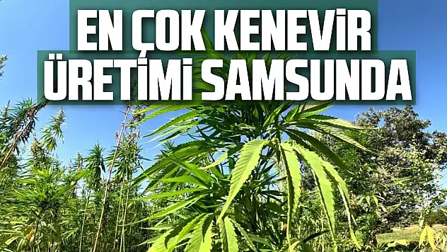 En Çok Kenevir Üretimi Samsunda