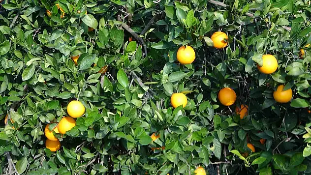 Portakal Üreticiye Kazandırmıyor!