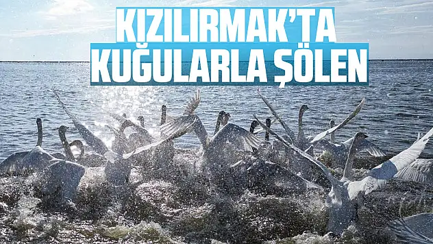 Kızılırmak'ta Kuğularla Şölen