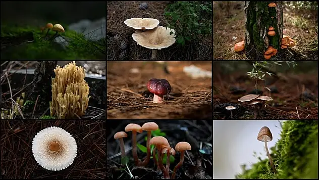 MANTAR KONUSUNDA DOĞRU BİLİNEN YANLIŞLAR