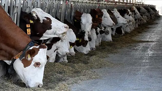 Deprem bölgesindeki yetiştiricilere hayvan dağıtımı tamamlandı