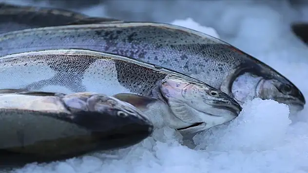 Türk somonu ihracatı 2023'te 396,3 milyon dolara ulaştı