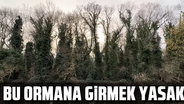 Bu Ormana Girmek Yasak