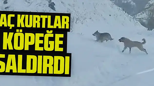 AÇ KURTLAR KÖPEĞE SALDIRDI