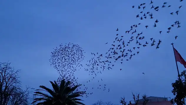 Samsun'da kuşların büyüleyici dansı