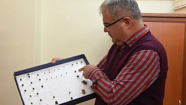 Böcek artışa sebep oluyor