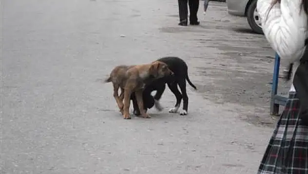 Başıboş Köpekler Tehlike Saçıyor!