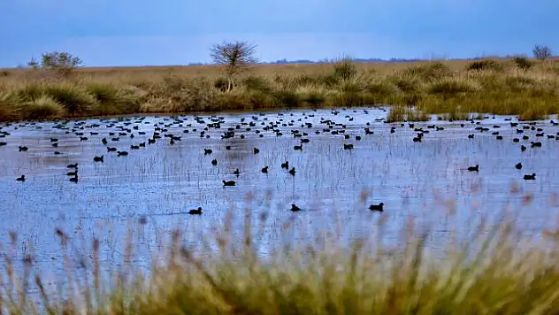 Kızılırmak Deltası binlerce hayvana ev sahipliği yapıyor