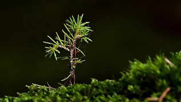 Ormancılık yatırımlarında fidan üretimine odaklanıldı