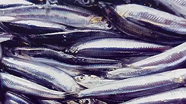 Hamsi Türk Sularını Terk Etti