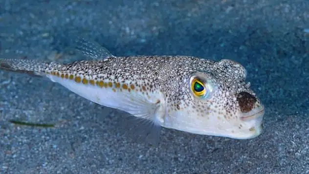 Balon Balığı Rotayı Değiştirdi