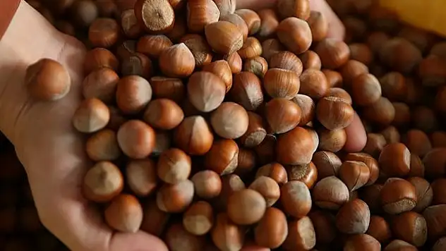 Fındık 110 liraya yükseldi