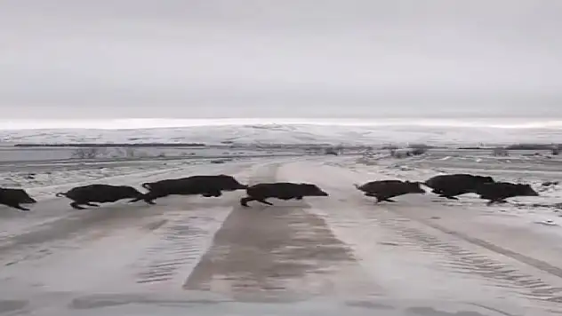 Domuz sürüsü görüntülendi