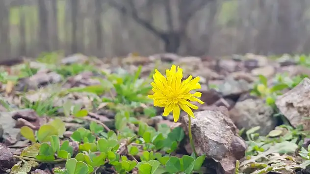 Baharın müjdecisi kış mevsiminde açtı