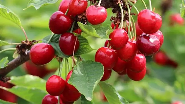 2023'teki kiraz ihracatının yüzde 39'u Batı Akdeniz'den