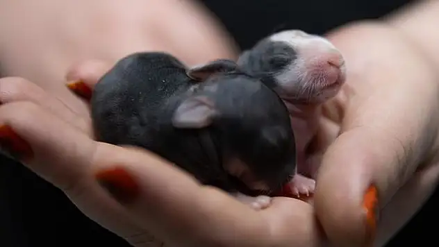 Başkentte 5 gündür süren 'tavşan muamması' çözüm bekliyor