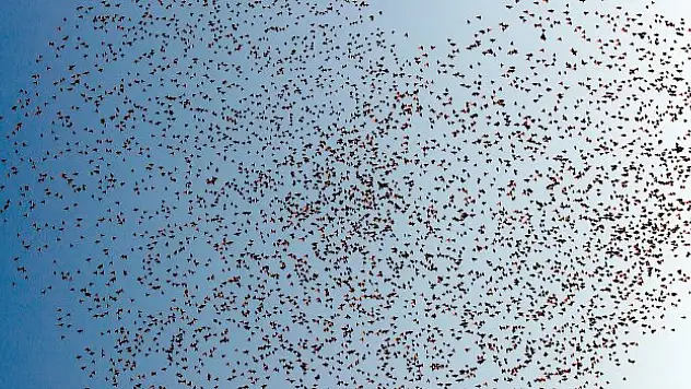 Sığırcıklar gökyüzünü güzelleştirdi