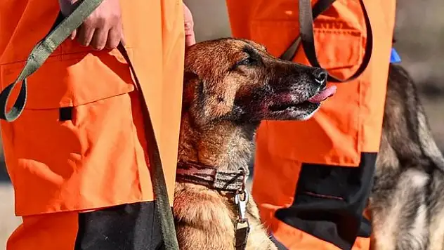 Arama kurtarma köpekleri hayat kurtarıyor