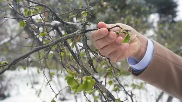 Giresun'da fındık üreticileri korkuyor