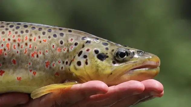 3 milyon 700 bin balık suda