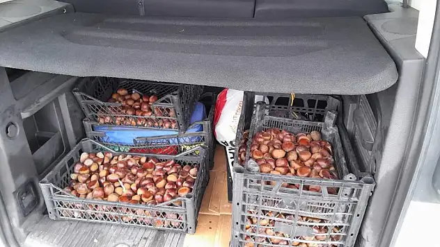 ÇİN KESTANESİ ELE GEÇİRİLDİ