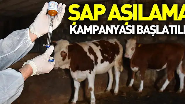 ŞAP AŞILAMA KAMPANYASI BAŞLATILDI