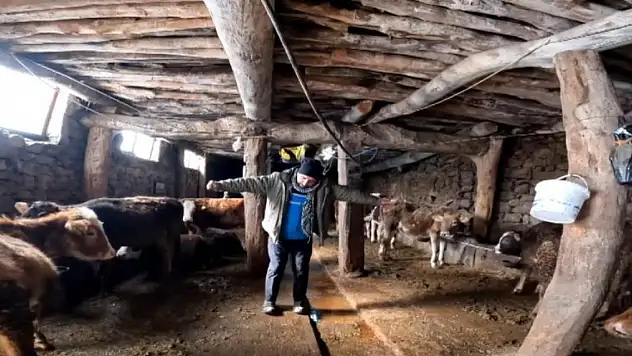 'Dilber' şarkısı süt verimini artırdı