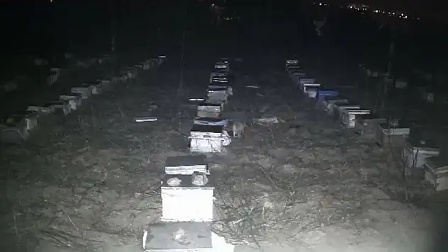 ÇAKALLAR BAL PETEKLERİNE DADANDI