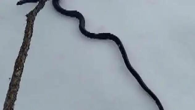 DEPREM HABERCİSİ Mİ?