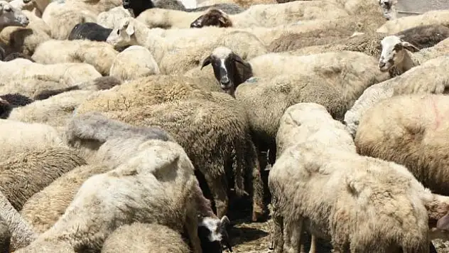 Hayvansal ürünler, döviz olarak geri döndü