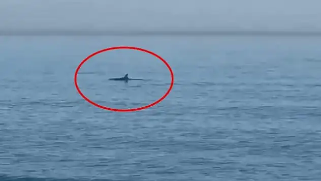 Yunuslar Gözden Kaçmadı