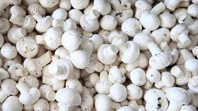 YILDA 60 TON MANTAR ÜRETİYOR