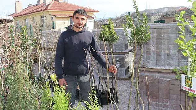 MEYVE VE AĞAÇ FİDANALRI SATIŞA ÇIKTI