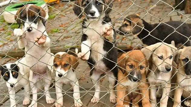 507 sokak hayvanı sahiplendirildi