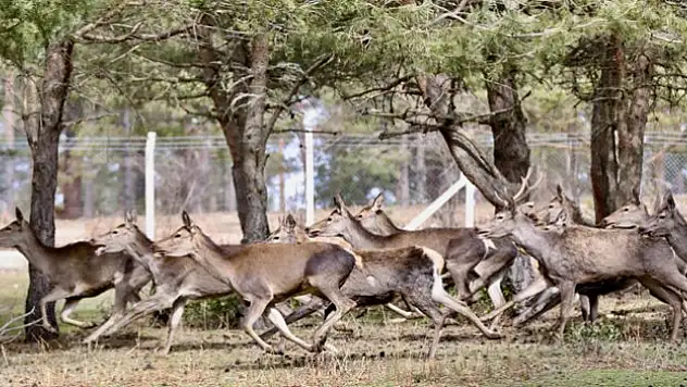 Kızıl Geyikler Doğaya Salınıyor