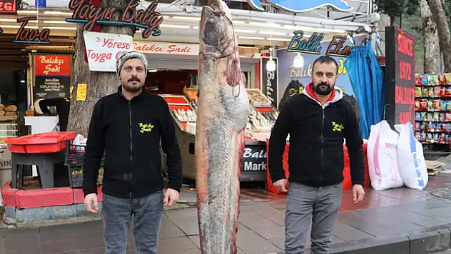 70 kilogram ağırlığında yayın balığı avlandı
