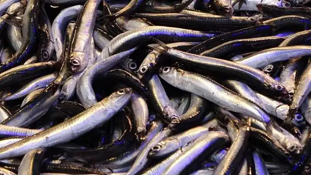 'Çok çabuk gelişen bir olay'