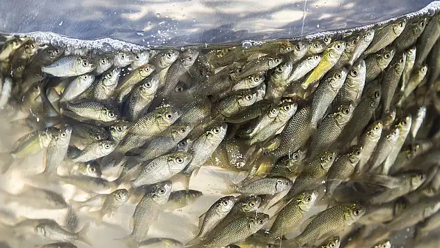 HEDEF 5 MİLYON YAVRU SAZAN ÜRETİMİ