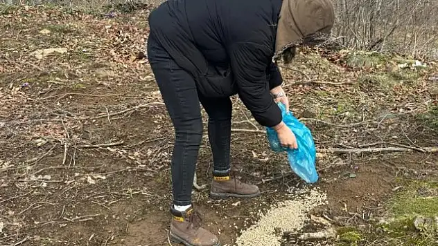 Yaban hayvanları için yem dağıtımı